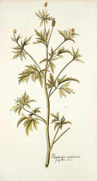 Nikolaus Joseph Freiherr von Jacquin - Ranunculus canadensis.webp