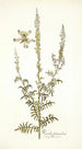 Reseda fruticolosa - Nikolaus Joseph Freiherr von Jacquin — weergave van het kunstwerk