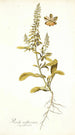 Reseda mediterranea - Nikolaus Joseph Freiherr von Jacquin — weergave van het kunstwerk