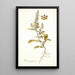 Reseda mediterranea - Nikolaus Joseph Freiherr von Jacquin — ingelijst kunstwerk aan de muur