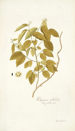 Nikolaus Joseph Freiherr von Jacquin - Rhamnus volubilis.webp