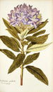 Rhododendron ponticum - Nikolaus Joseph Freiherr von Jacquin — weergave van het kunstwerk