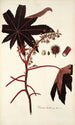 Ricinus lividus - Nikolaus Joseph Freiherr von Jacquin — weergave van het kunstwerk