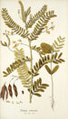 Robinia vesicaria - Nikolaus Joseph Freiherr von Jacquin — weergave van het kunstwerk