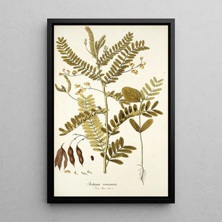 Nikolaus Joseph Freiherr von Jacquin - Robinia vesicaria.webp