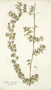 Rubia fruticosa - Nikolaus Joseph Freiherr von Jacquin — weergave van het kunstwerk