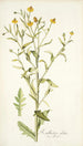 Rudbeckia alata - Nikolaus Joseph Freiherr von Jacquin — weergave van het kunstwerk