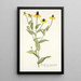 Rudbeckia amplexifolia - Nikolaus Joseph Freiherr von Jacquin — ingelijst kunstwerk aan de muur
