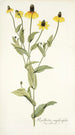 Rudbeckia amplexifolia - Nikolaus Joseph Freiherr von Jacquin — weergave van het kunstwerk