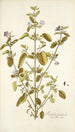 Ruellia patula - Nikolaus Joseph Freiherr von Jacquin — weergave van het kunstwerk