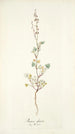 Rumex glaucus - Nikolaus Joseph Freiherr von Jacquin — weergave van het kunstwerk