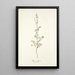 Rumex glaucus - Nikolaus Joseph Freiherr von Jacquin — ingelijst kunstwerk aan de muur