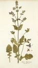 Salvia abyssinica - Nikolaus Joseph Freiherr von Jacquin — weergave van het kunstwerk