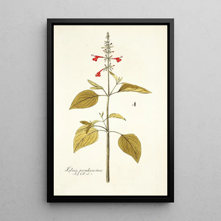 Nikolaus Joseph Freiherr von Jacquin - Salvia pseudococcinea.webp