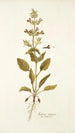 Salvia spinosa - Nikolaus Joseph Freiherr von Jacquin — weergave van het kunstwerk