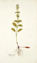 Salvia viridis - Nikolaus Joseph Freiherr von Jacquin — weergave van het kunstwerk