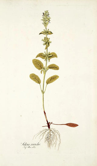 Nikolaus Joseph Freiherr von Jacquin - Salvia viridis.webp