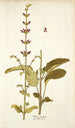 Salvia viscosa - Nikolaus Joseph Freiherr von Jacquin — weergave van het kunstwerk
