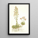 Saxifraga mutata - Nikolaus Joseph Freiherr von Jacquin — ingelijst kunstwerk aan de muur