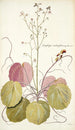 Saxifraga stolonifera - Nikolaus Joseph Freiherr von Jacquin — weergave van het kunstwerk