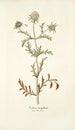 Scabiosa monspeliensis - Nikolaus Joseph Freiherr von Jacquin — weergave van het kunstwerk