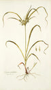 Schoenus umbellatus - Nikolaus Joseph Freiherr von Jacquin — weergave van het kunstwerk
