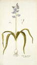 Scilla hyacinthoides - Nikolaus Joseph Freiherr von Jacquin — weergave van het kunstwerk