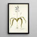 Scilla hyacinthoides - Nikolaus Joseph Freiherr von Jacquin — ingelijst kunstwerk aan de muur