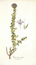 Selago fasciculata - Nikolaus Joseph Freiherr von Jacquin — weergave van het kunstwerk