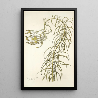 Nikolaus Joseph Freiherr von Jacquin - Senecio graminifolius.webp