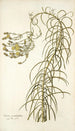 Senecio graminifolius - Nikolaus Joseph Freiherr von Jacquin — weergave van het kunstwerk