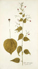 Sida atrosanguinea - Nikolaus Joseph Freiherr von Jacquin — weergave van het kunstwerk
