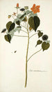 Sida mauritiana - Nikolaus Joseph Freiherr von Jacquin — weergave van het kunstwerk
