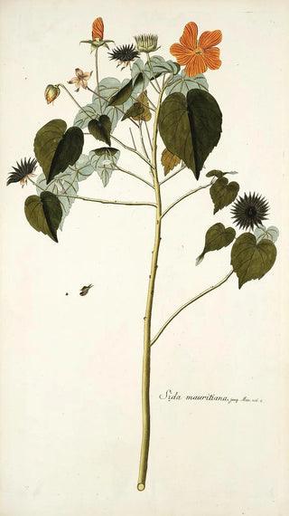 Nikolaus Joseph Freiherr von Jacquin - Sida mauritiana.webp
