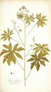Sida palmata - Nikolaus Joseph Freiherr von Jacquin — weergave van het kunstwerk