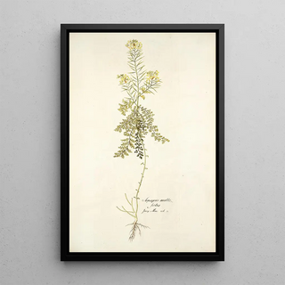 Nikolaus Joseph Freiherr von Jacquin - Sinapis millefolia.webp