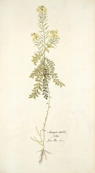 Nikolaus Joseph Freiherr von Jacquin - Sinapis millefolia.webp