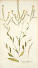 Sisymbrium hispanicum - Nikolaus Joseph Freiherr von Jacquin — weergave van het kunstwerk