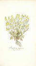 Sisymbrium lippizense - Nikolaus Joseph Freiherr von Jacquin — weergave van het kunstwerk