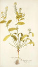 Sisymbrium molle - Nikolaus Joseph Freiherr von Jacquin — weergave van het kunstwerk