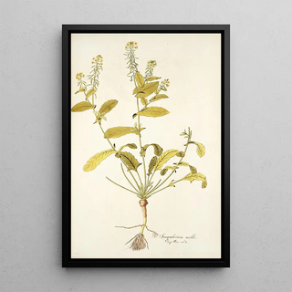 Nikolaus Joseph Freiherr von Jacquin - Sisymbrium molle.webp