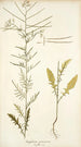 Sisymbrium pannonicum - Nikolaus Joseph Freiherr von Jacquin — weergave van het kunstwerk