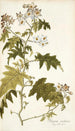 Solanum carolinense - Nikolaus Joseph Freiherr von Jacquin — weergave van het kunstwerk