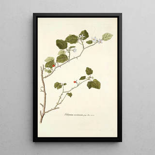 Nikolaus Joseph Freiherr von Jacquin - Solanum coccineum.webp