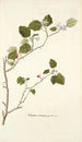 Solanum coccineum - Nikolaus Joseph Freiherr von Jacquin — weergave van het kunstwerk