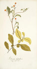 Solanum diphyllum - Nikolaus Joseph Freiherr von Jacquin — weergave van het kunstwerk