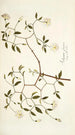 Solanum fugax - Nikolaus Joseph Freiherr von Jacquin — weergave van het kunstwerk