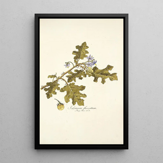 Nikolaus Joseph Freiherr von Jacquin - Solanum fuscatum.webp