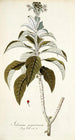 Solanum giganteum - Nikolaus Joseph Freiherr von Jacquin — weergave van het kunstwerk