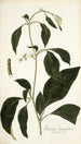 Solanum lanceaefolium - Nikolaus Joseph Freiherr von Jacquin — weergave van het kunstwerk